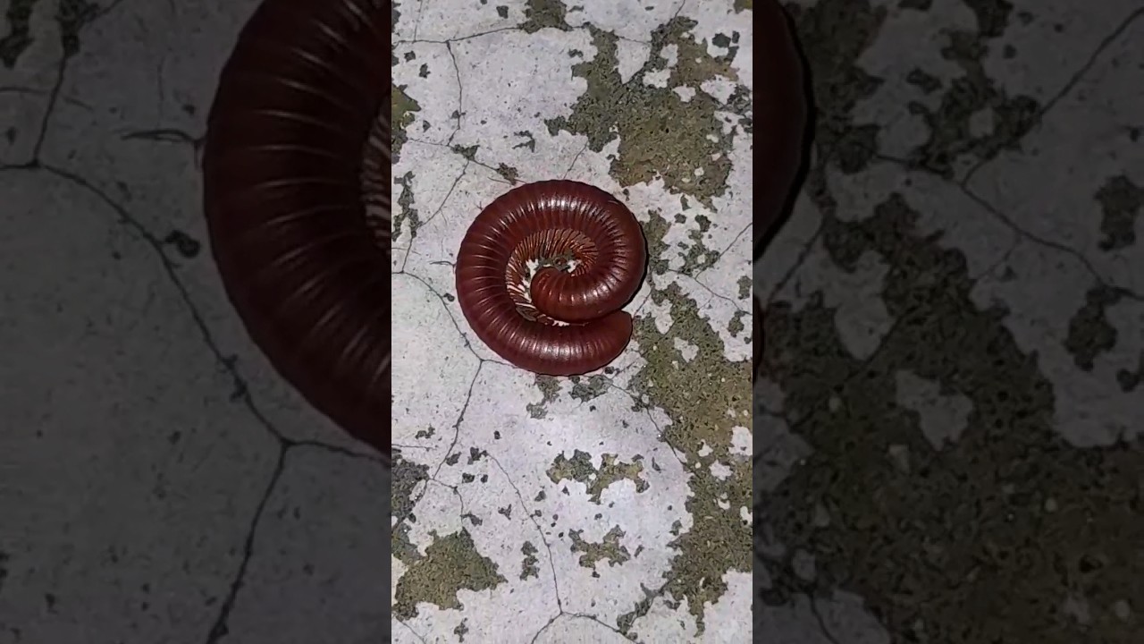 Round red millipede 