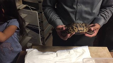 Unboxing: Ball Python Update