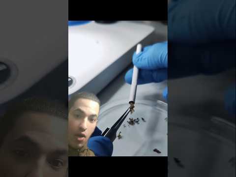 فيديو غريب انظر إلى دخل السيجارة رهيب