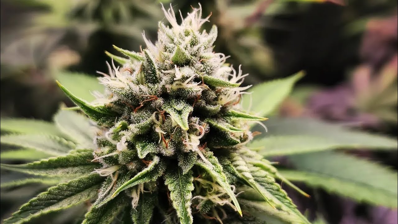 mutated DNA Cake at day 94 above soil 🌱 flower week 7 day 44 🪴