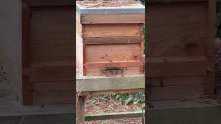 Bees getting ready for winter