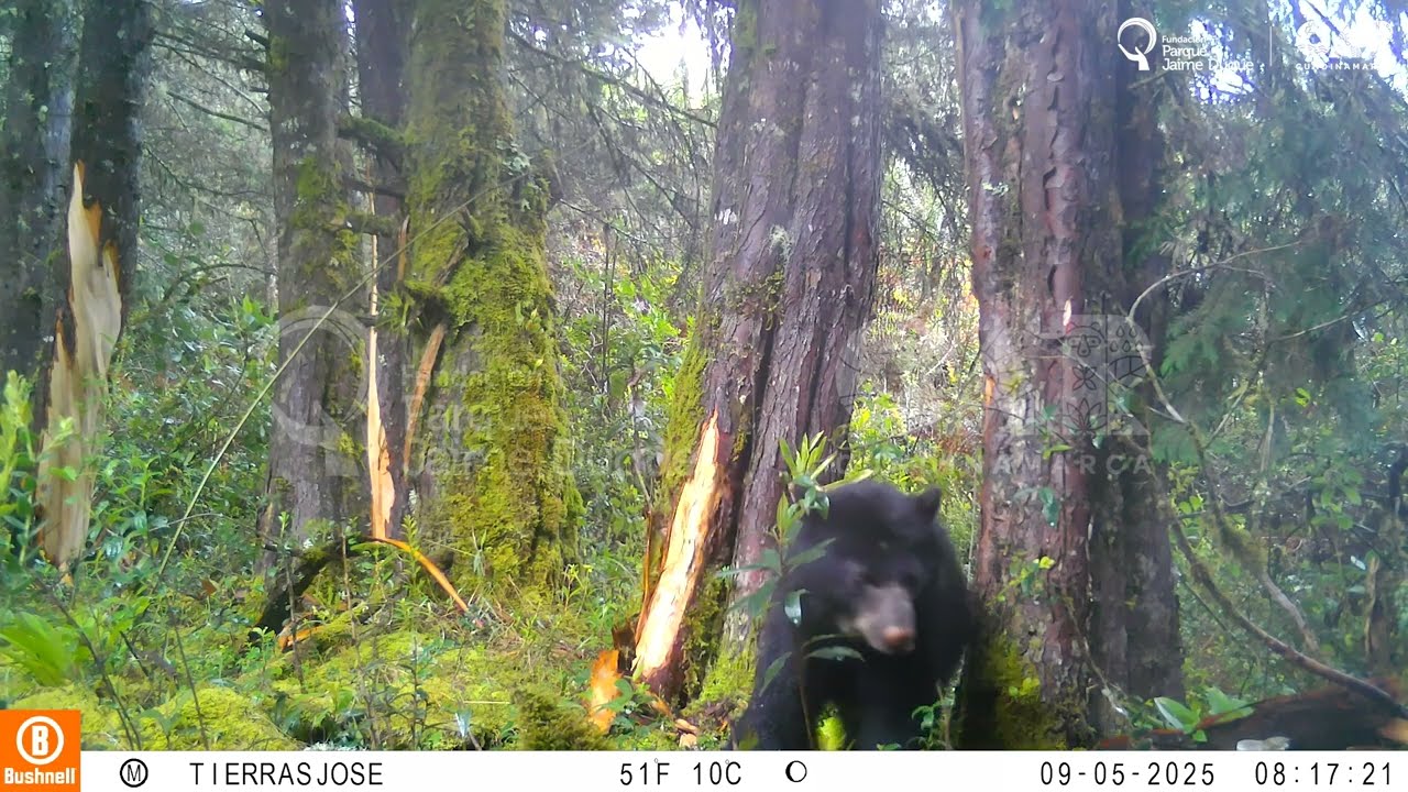Monitoreo de Oso de Andio Convenio CAR-FPJD