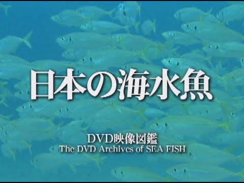 日本の海水魚 トレーラー Op Ver Youtube