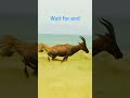 Leopard vs deer cheeta aur heeran#deer#leopard#wildlife #animals#shorts #youtubeshorts #viralvideo