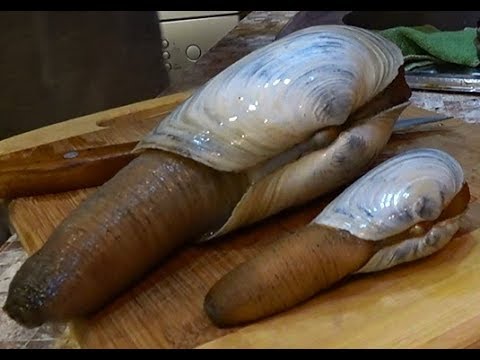 Поедание сырых морепродуктов  Гуидак Урехис Гребешок