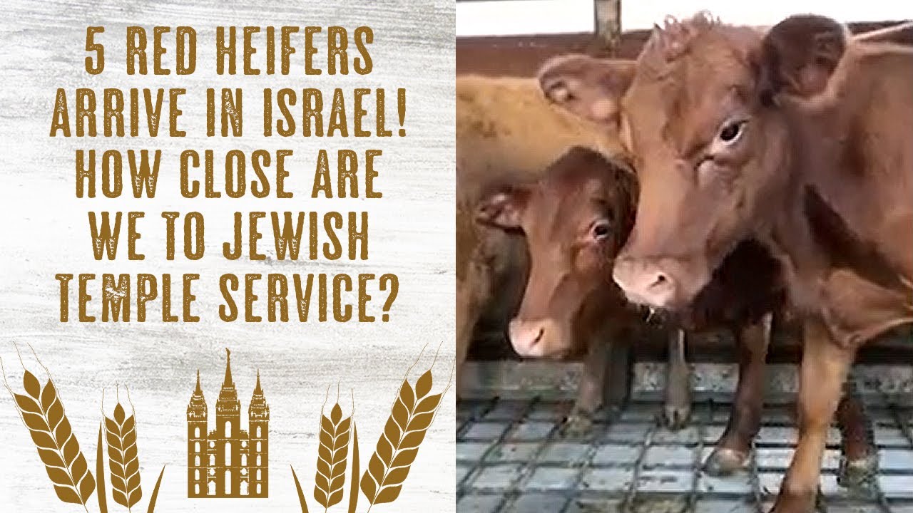 5 Red Heifers Arrive in Israel How Much Closer Are We to Jewish