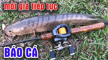 Câu Lure Cá Lóc ● Câu Cá Lóc Bằng Cá Sắt Và Cái Kết / Snakehead fishing | Tâm Râu Vlog #119