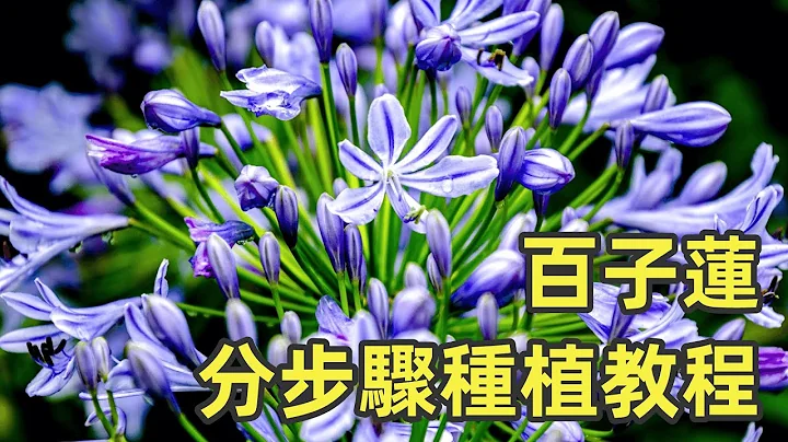 百子蓮繁殖：分步驟種植教程，一分鐘學會！ - 天天要聞
