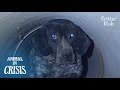 The Mystery Of A Hunting Dog Tormented By Bullet Shots (Full Story) | Animal In Crisis EP76