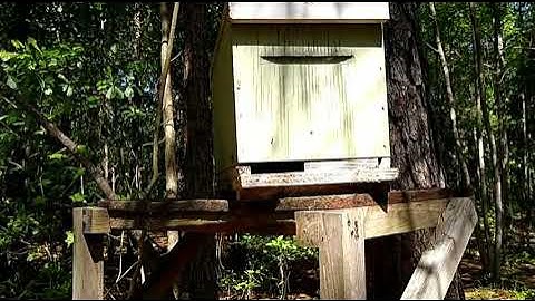 How To Catch Honeybees Using A Swarm Trap Part 2!!