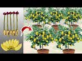 Techniques graft lemon tree 5 branches grow fast get a lot of benefits 100 success