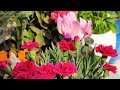 🔴 Live Q & A About Summer plant care tips & fertilizer 🤟🌱 balcony less care hardy plant #viral