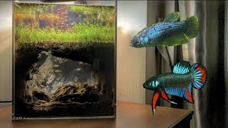 underground caves fishtank  5 months by 회색벌레 GreyWorm 164,092 views 3 years ago 6 minutes, 33 seconds