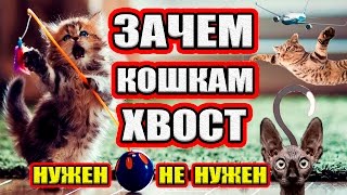 видео Зачем животным нужен хвост?