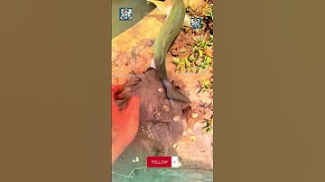 cá đối  #camautv #dacsancamau