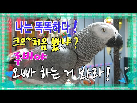 <strong>까치설날</strong> 행복하세요~앵무새똘이~