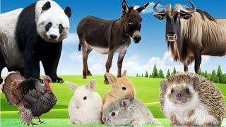 Farm Animal Sounds - Gnu, Owl, Panda, Donkey, Rabbit, Hedgehog, Turkey - Learning Animals