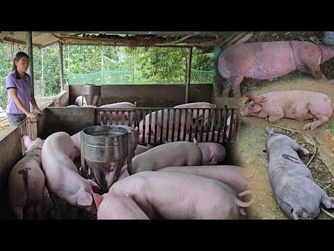 Full video: African cholera destroys an entire herd of pigs on a farm. ( Ep 221 )