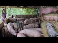 Full video: African cholera destroys an entire herd of pigs on a farm. ( Ep 221 )