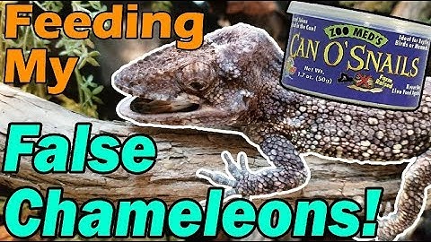 Feeding my False Chameleons!