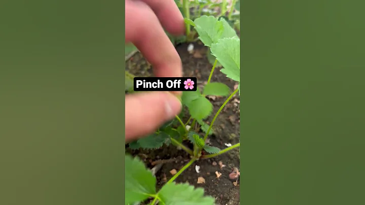I grew much bigger Strawberries
