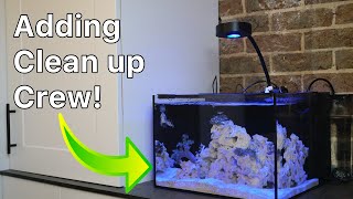 Two Month Update on the Reef Casa Studio 12 | Nano Reef Tank Setup Part 5