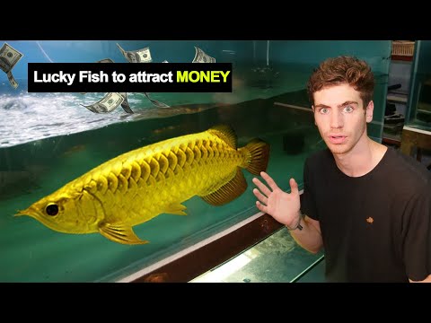 This Lucky Fish Could Save Lives, Innovation