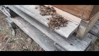 Pszczoły wyprowadzają szerszenia z ula ( The bees are moving out a hornet out of the hive)