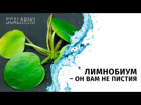 Video: Лимнобиум качып кетет
