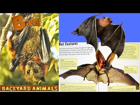 Bats Backyard Animals essential contributors to our environment Kids Picture Story Book Read Aloud by William's Planet & Family Story Book Time