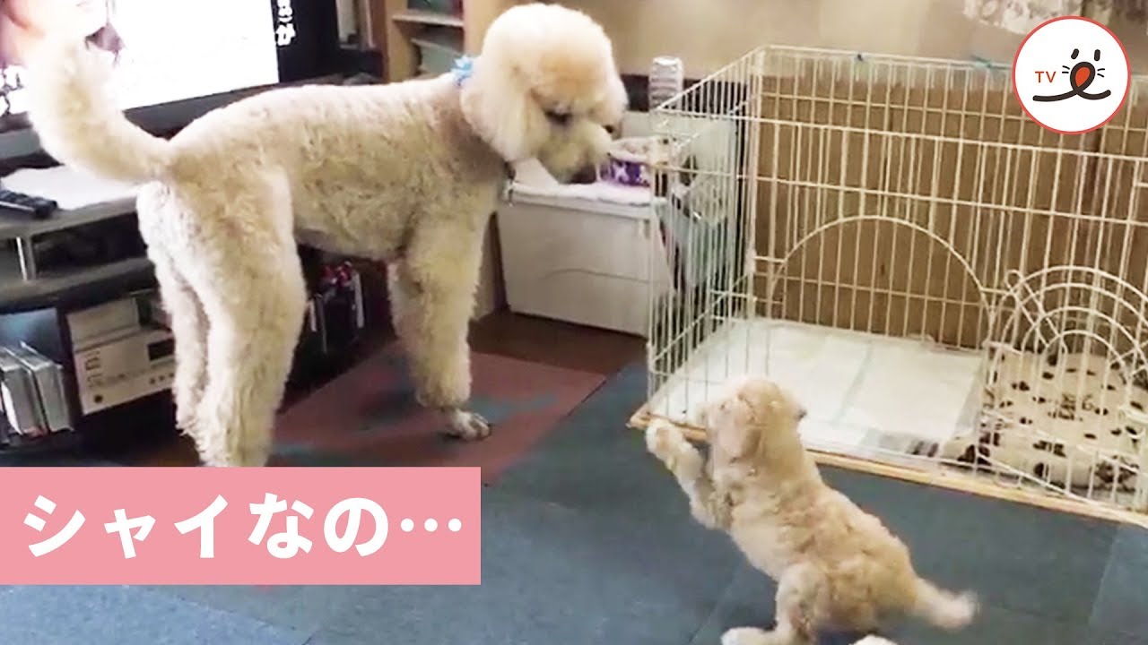 子犬との遊び方が分からない…。シャイなスタンダードプードルさん【PECO TV】 YouTube