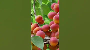 Морозостойкие сорта абрикоса 🍑🍑🍑