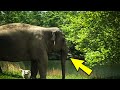 This Elephant Refused To Move From The Same Spot She Visited For 3 Weeks. The Reason Is Heartwarming