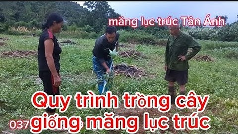 Quy trình trồng cây măng lục trúc