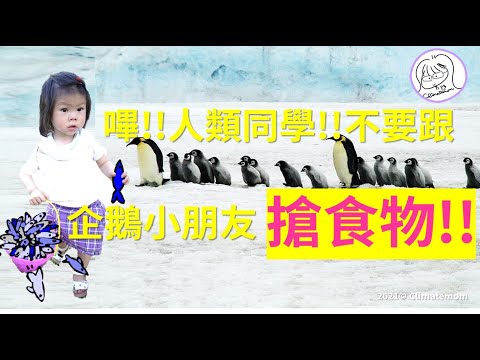 氣候變遷進行式｜氣候小白mini ｜嗶!!人類同學，請不要跟企鵝小朋友搶食物好嗎?!｜氣候媽媽