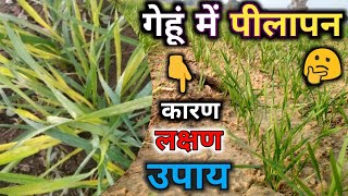 गेहूं की पत्तियां पीली क्यों पड़ रही हैं | जल्दी करें ये उपाय | Yellowness in wheat crops