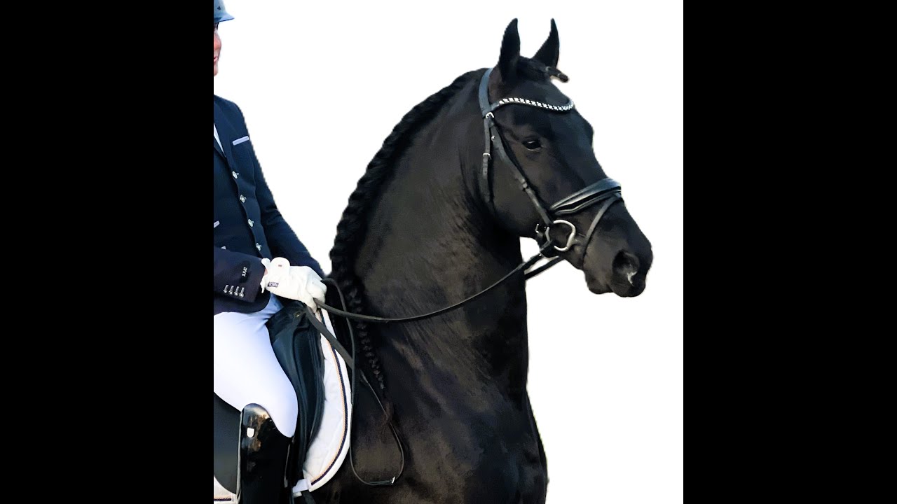 Friesian Horses  for sale 