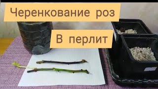 Черенкование роз в перлит. Продолжение обзора через Три месяца после посадки.