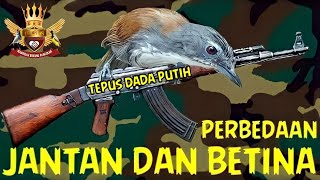 Download Lagu Het verschil tussen mannelijke en vrouwelijke sluipschuttervogels MP3 Download Lagu Het verschil tussen mannelijke en vrouwelijke sluipschuttervogels MP3