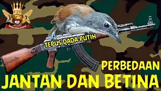 Perbedaan jantan dan betina burung sniper Tepus dada putih