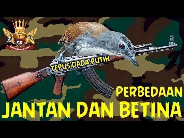 Perbedaan jantan dan betina burung sniper Tepus dada putih class=