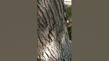 Snake climbing tree