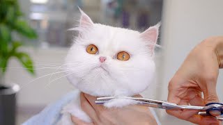 Scary white Persian cat!! Be careful when you click!! You might be surprised!! ✂❤