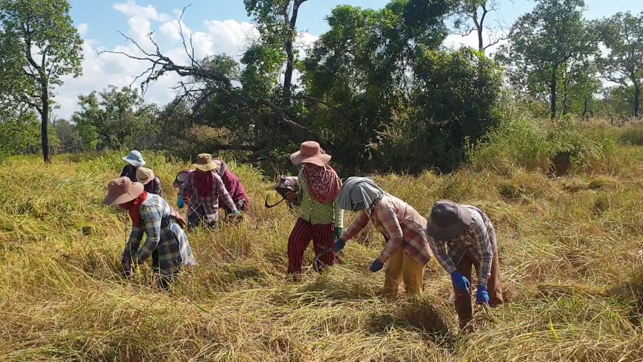 រដូវច្រូតកាត់មកដល់