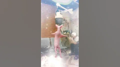 Video 5388481: sphinx cat dancing funny, funny sphinx happy, beautiful sphinx, live happy cat