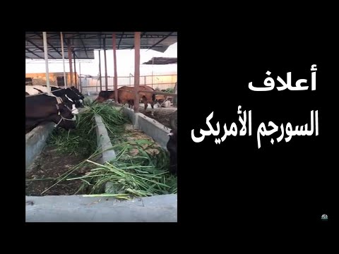 السورجم الأمويكي من الأعلاف التي نعتمد عليها في التغذية للمواشي في مزرعة الكنانة للثروة الحيوانية
