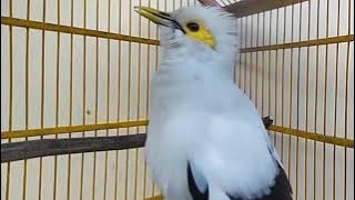 Jalak Putih NGOCEH Emosi  || Coba Di Pakai Untuk Pancingan PAGI/ SORE & MALAM Hari