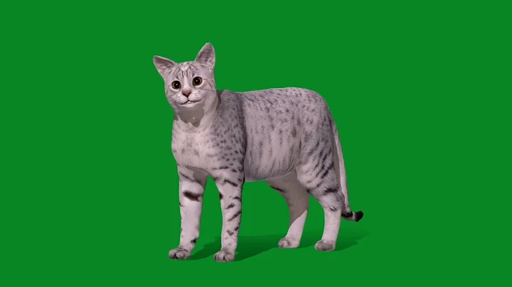 Video 6702291: egyptian mau cat breed, cute egyptian mau cat, feline cats cute pets, cat breed animals pets, rare cat breeds, domestic cat breed, animals cat games, cute cat drawing, cat low