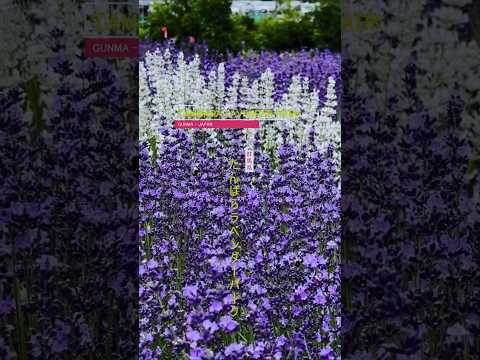 💜 Wandering Through Lavender Dreams: Tambara Lavender Park, Japan