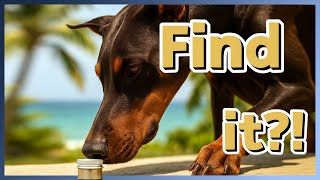 Scent Work for Dogs: Teach “Find It” & Odor Detection